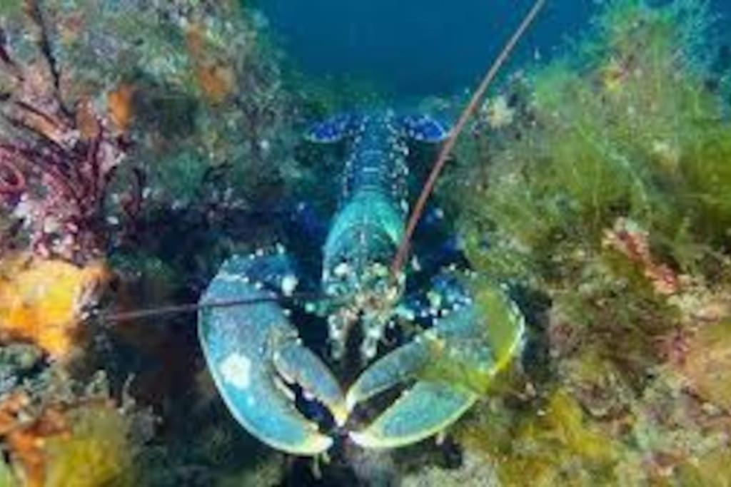 Gite Entre Mer Et Abers Landeda Luaran gambar